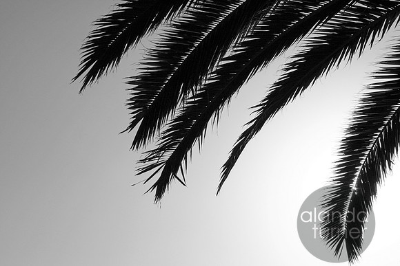 Palm Tree BW