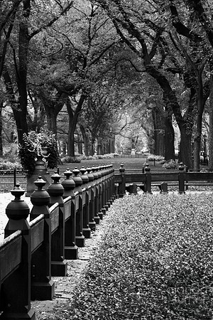 Central Park BW