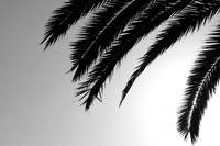 Palm Tree BW